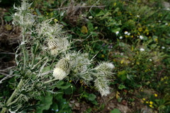 Cirsium echinus