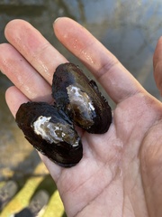 Uniomerus carolinianus