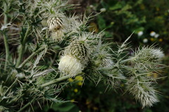 Cirsium echinus