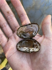 Uniomerus carolinianus