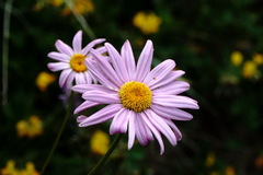 Tanacetum coccineum