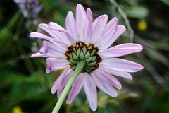 Tanacetum coccineum
