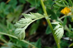 Tanacetum coccineum