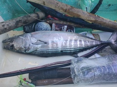 Sarda orientalis