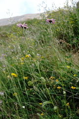 Tanacetum coccineum