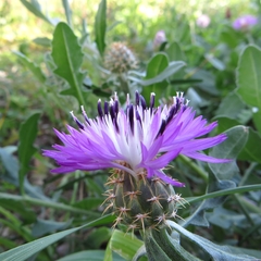 Centaurea aspera