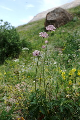Astrantia trifida