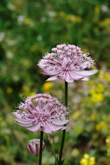 Astrantia trifida