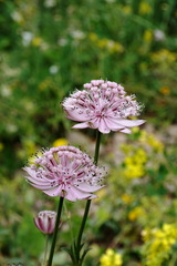 Astrantia trifida