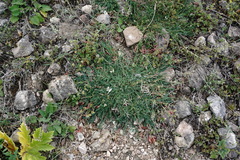 Astragalus sanguinolentus