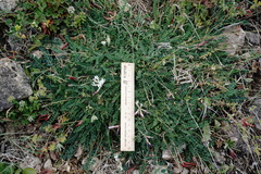 Astragalus sanguinolentus