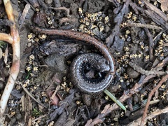 Batrachoseps wrighti