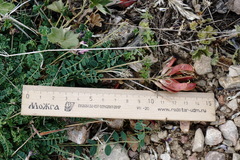 Astragalus sanguinolentus