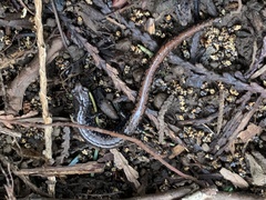 Batrachoseps wrighti