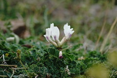 Astragalus sanguinolentus