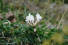 Astragalus sanguinolentus