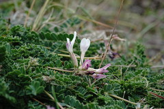 Astragalus sanguinolentus