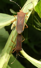 Anasa varicornis