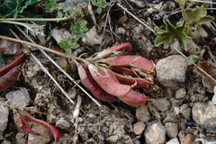 Astragalus sanguinolentus