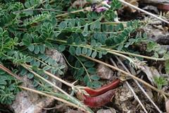 Astragalus sanguinolentus