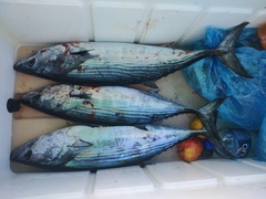 Sarda orientalis