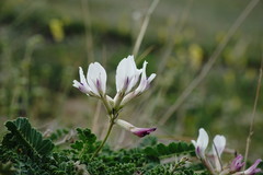 Astragalus sanguinolentus