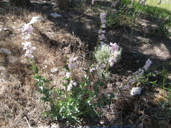 Penstemon palmeri