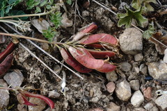 Astragalus sanguinolentus