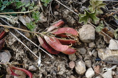Astragalus sanguinolentus