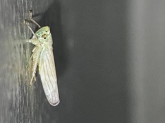 Signoretiinae