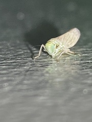 Signoretiinae