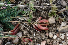 Astragalus sanguinolentus