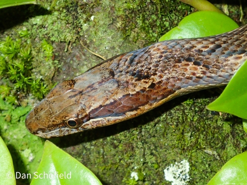 Red-bellied Racer