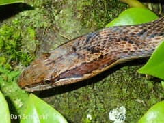 Alsophis rufiventris