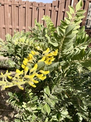 Sophora tomentosa