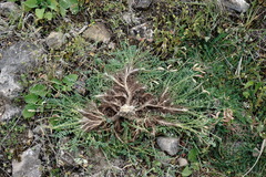 Astragalus sanguinolentus