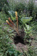Orobanche ingens