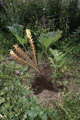 Orobanche ingens