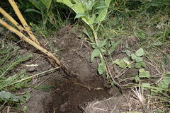 Orobanche ingens