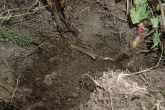 Orobanche ingens