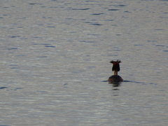 Podiceps cristatus