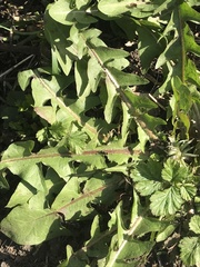 Taraxacum officinale