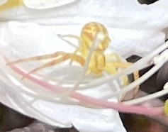 Mecaphesa schlingeri