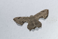 Dysaethria quadricaudata