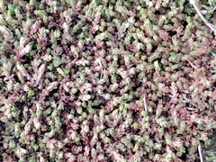 Portulaca quadrifida