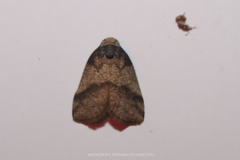 Eugoa muluana
