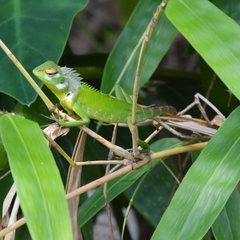 Calotes calotes