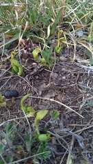 Aristolochia pallida