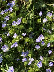 Veronica filiformis