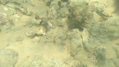 Actinopterygii